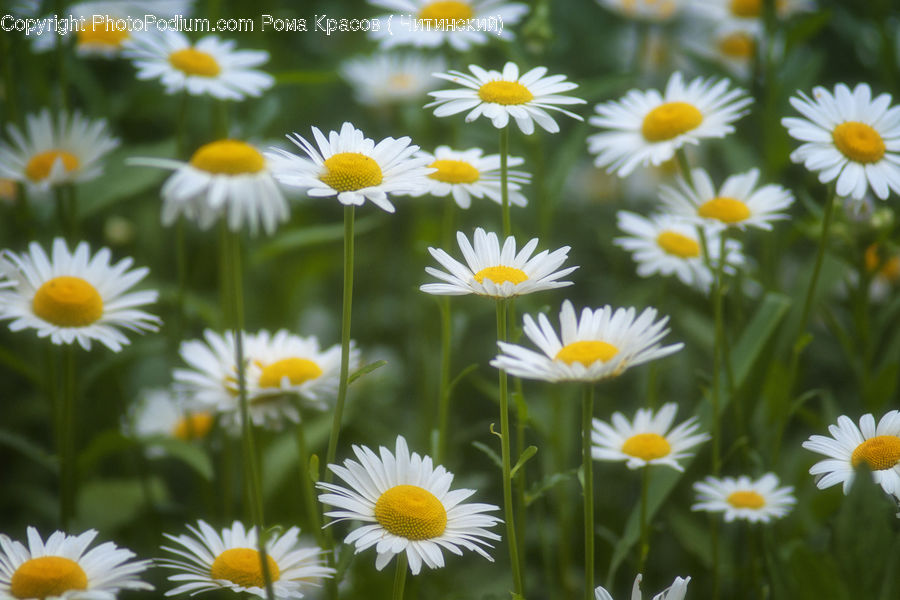Daisies, Daisy, Flower, Plant, Blossom, Flora, Asteraceae