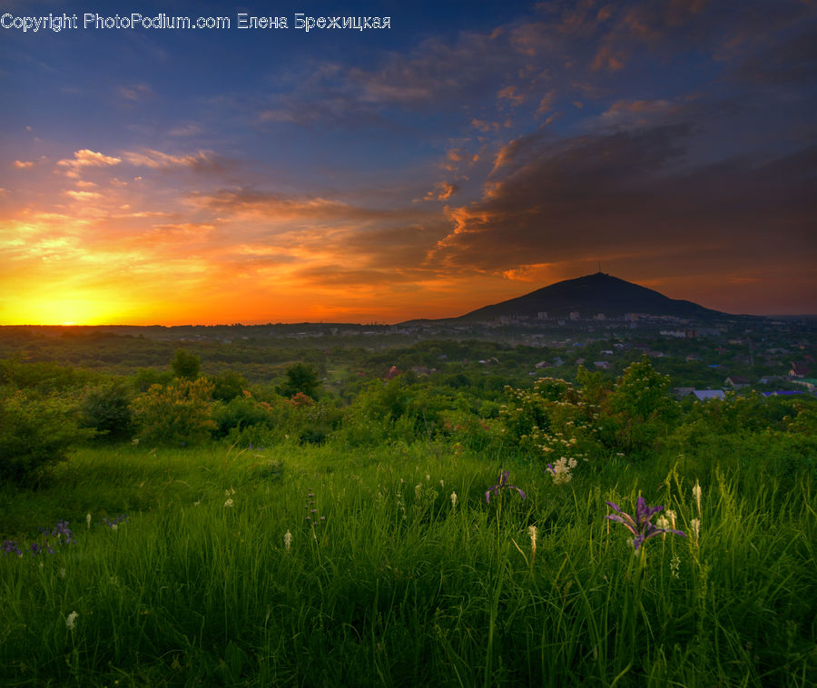 Field, Grass, Grassland, Land, Outdoors, Plant, Meadow
