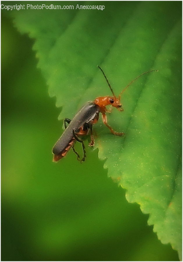 Cockroach, Insect, Invertebrate, Cricket Insect, Grasshopper, Aphid, Asilidae