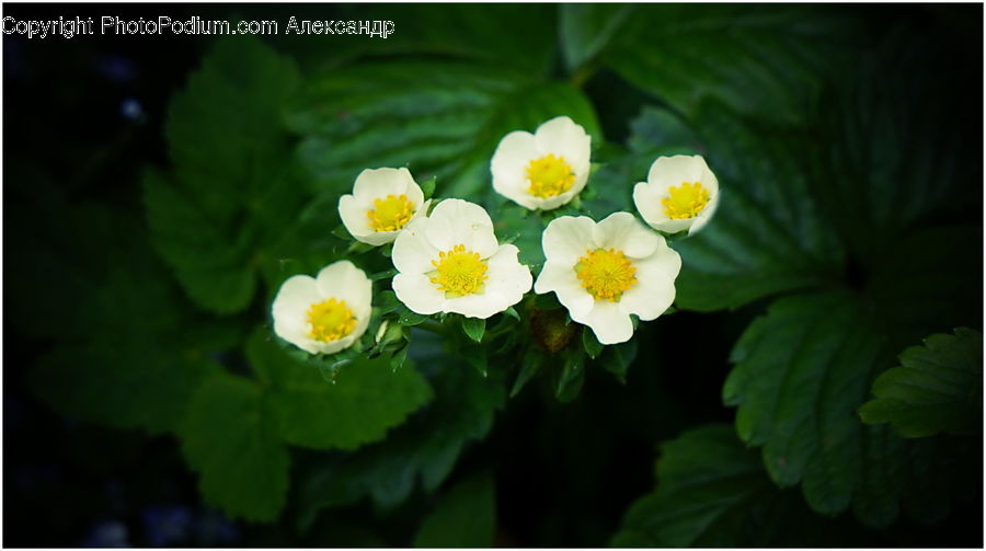 Blossom, Flora, Flower, Plant, Daisies, Daisy, Vine