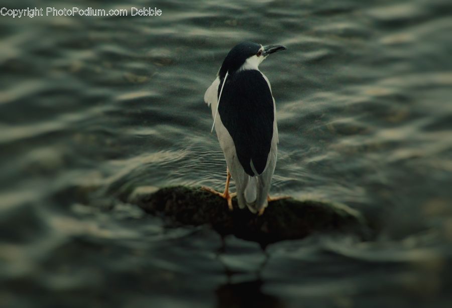 Bird, Penguin, King Penguin, Goose, Waterfowl, Arctic, Ice