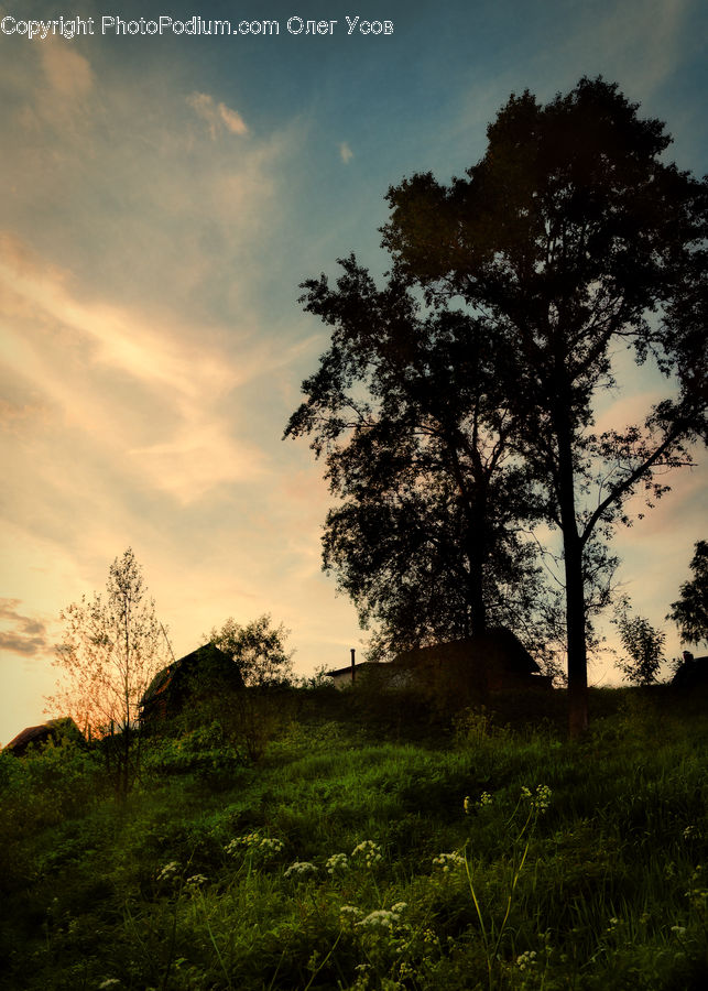 Field, Grass, Grassland, Land, Outdoors, Plant, Tree