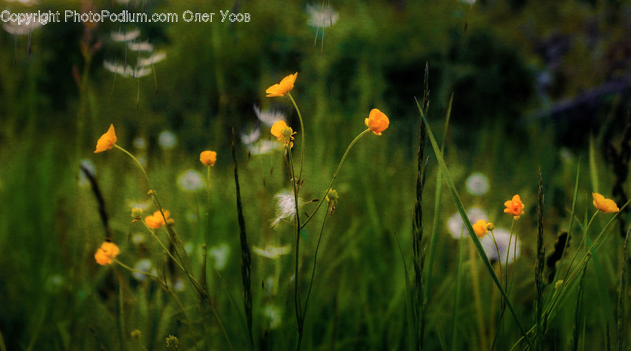 Field, Grass, Grassland, Plant, Blossom, Flora, Flower