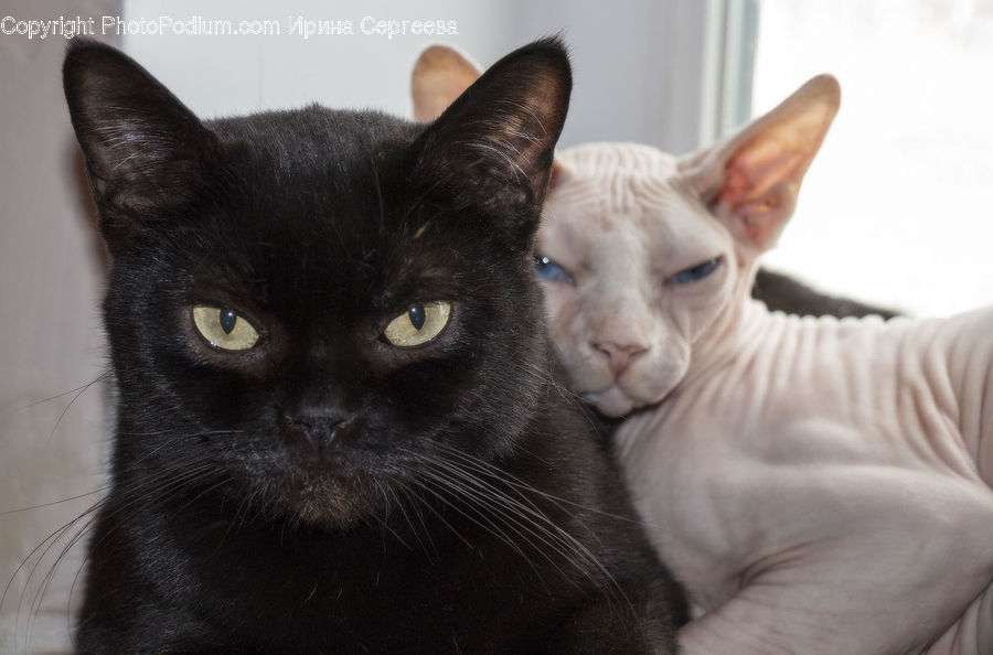 Animal, Pet, Cat, Mammal, Manx, Siamese, Abyssinian