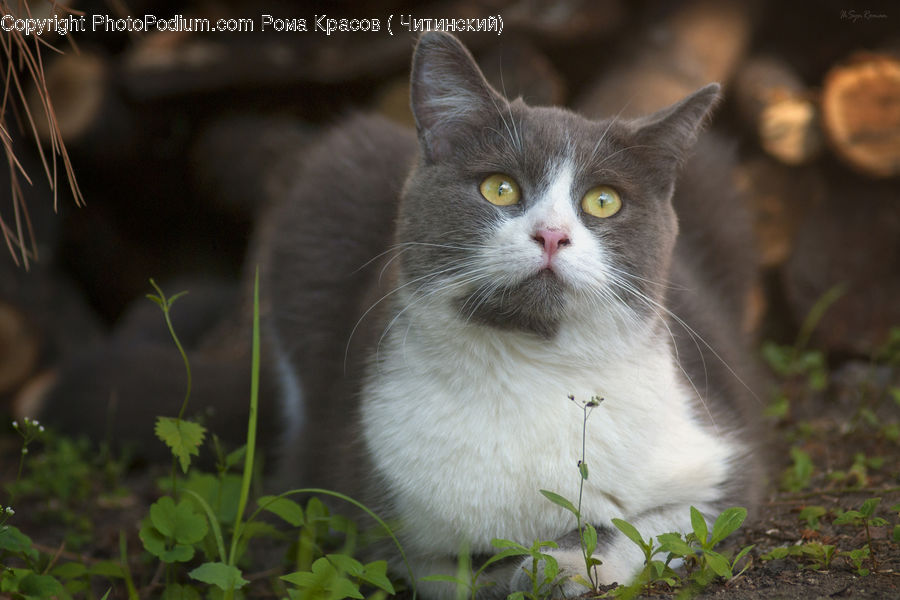 Animal, Cat, Mammal, Manx, Pet, Dill, Plant