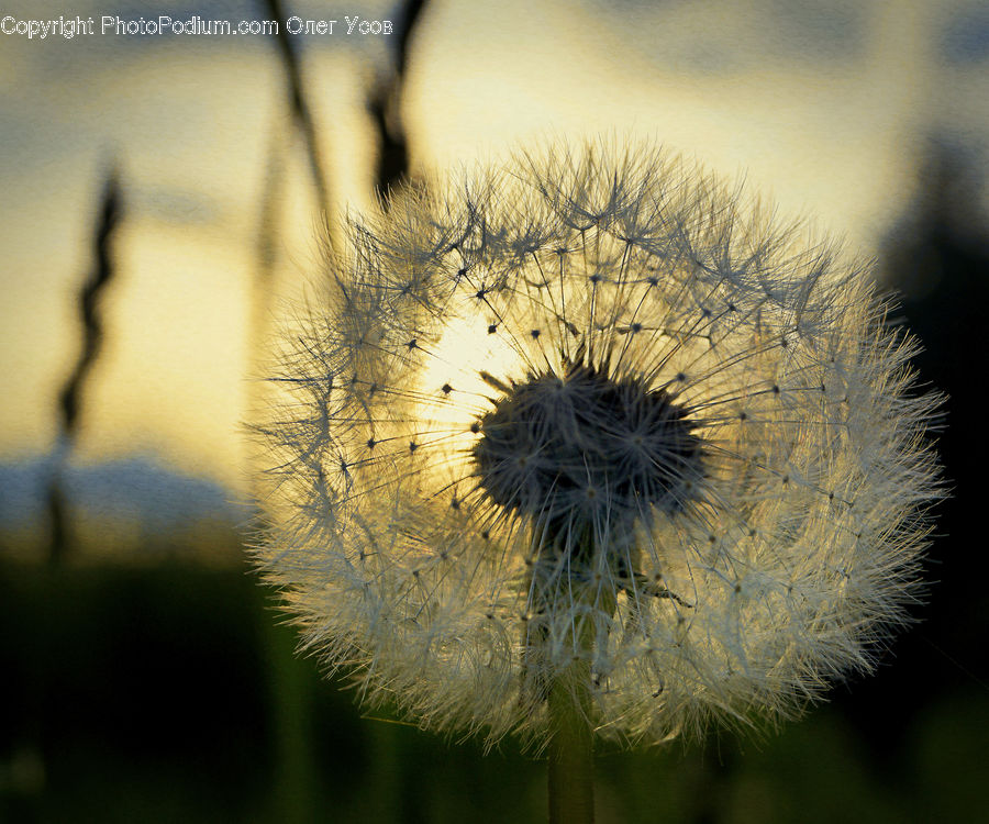 Dandelion, Flower, Plant, Blossom, Flora, Field, Grass