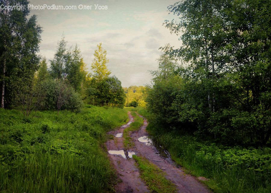 Dirt Road, Gravel, Road, Plant, Tree, Bush, Vegetation