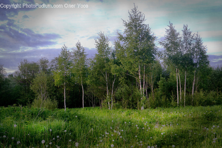 Plant, Tree, Field, Grass, Grassland, Land, Outdoors