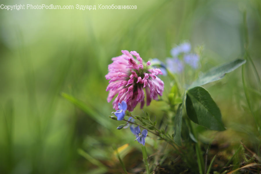 Blossom, Flora, Flower, Geranium, Plant, Asteraceae, Field