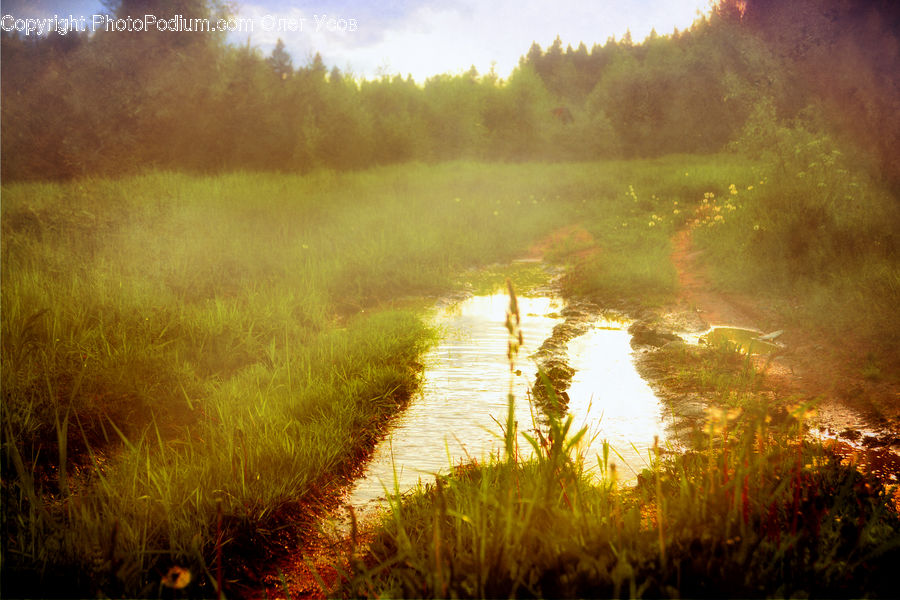 Field, Grass, Grassland, Plant, Land, Outdoors, Dirt Road
