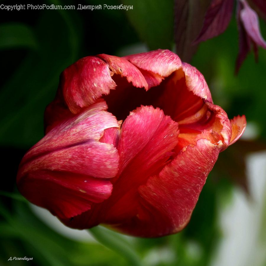 Blossom, Flora, Flower, Plant, Bud, Gladiolus, Carnation