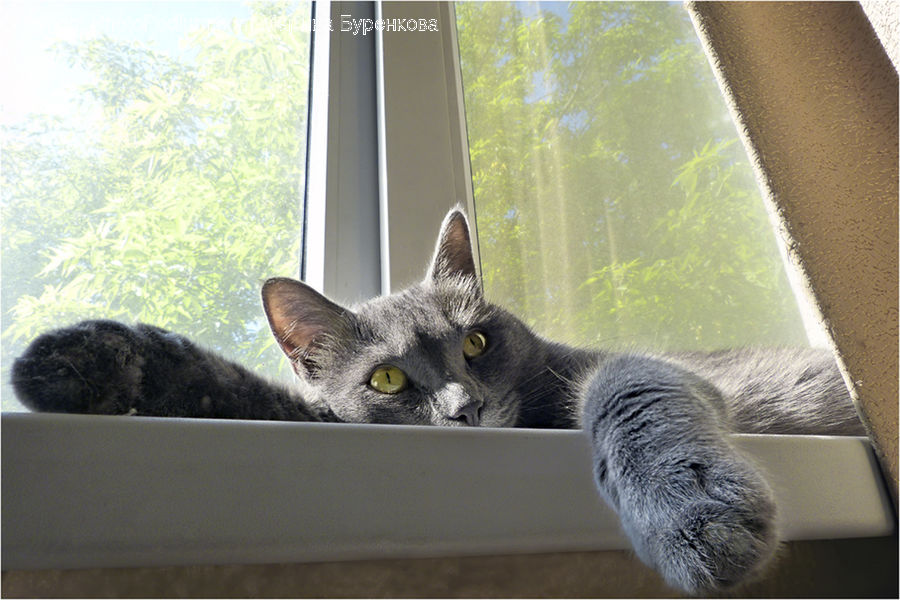 Abyssinian, Animal, Cat, Mammal, Pet, Manx, Chest