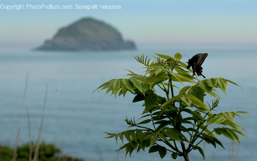 Fiber, Hemp, Plant, Bird, Blackbird, Beach, Coast