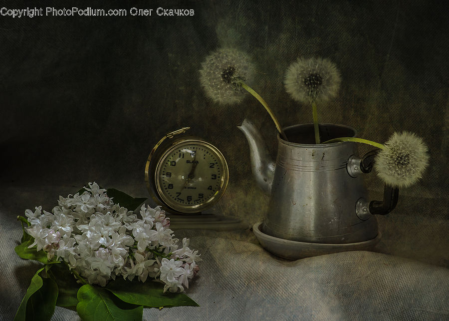 Plant, Potted Plant, Blossom, Flora, Flower, Lilac, Jar