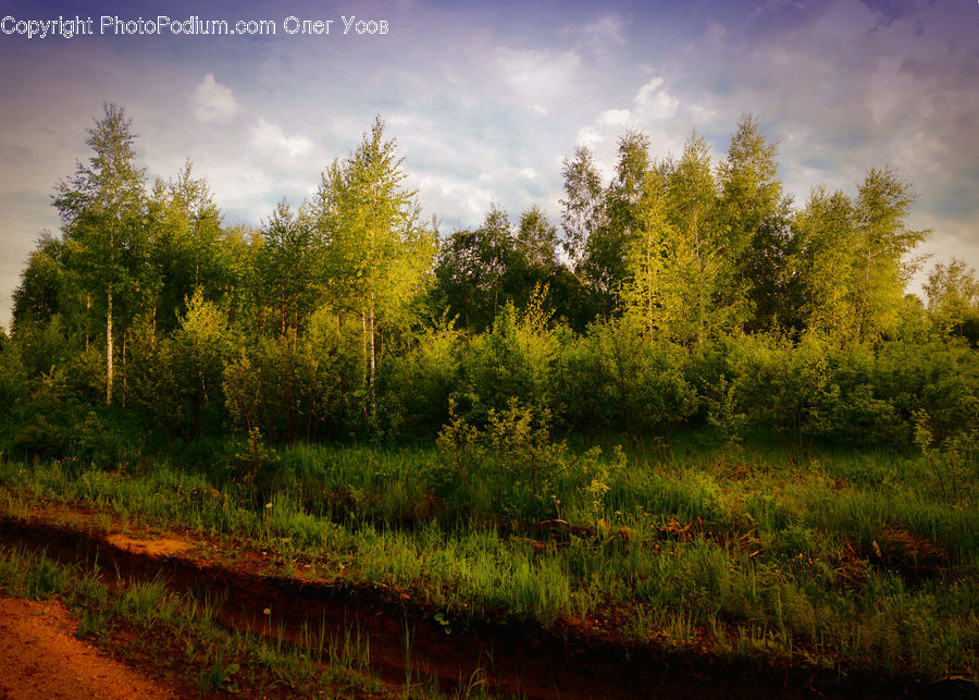 Dirt Road, Gravel, Road, Field, Grass, Grassland, Land