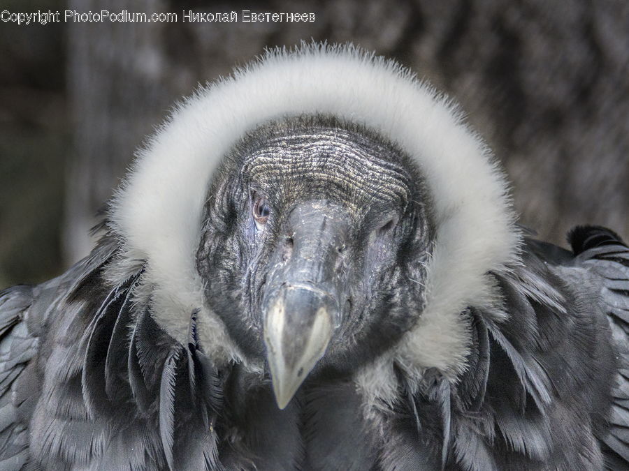 Bird, Condor, Vulture, Beak