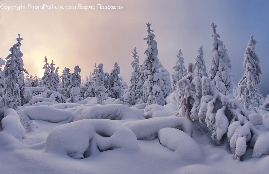 Ice, Outdoors, Snow, Conifer, Fir, Plant, Tree