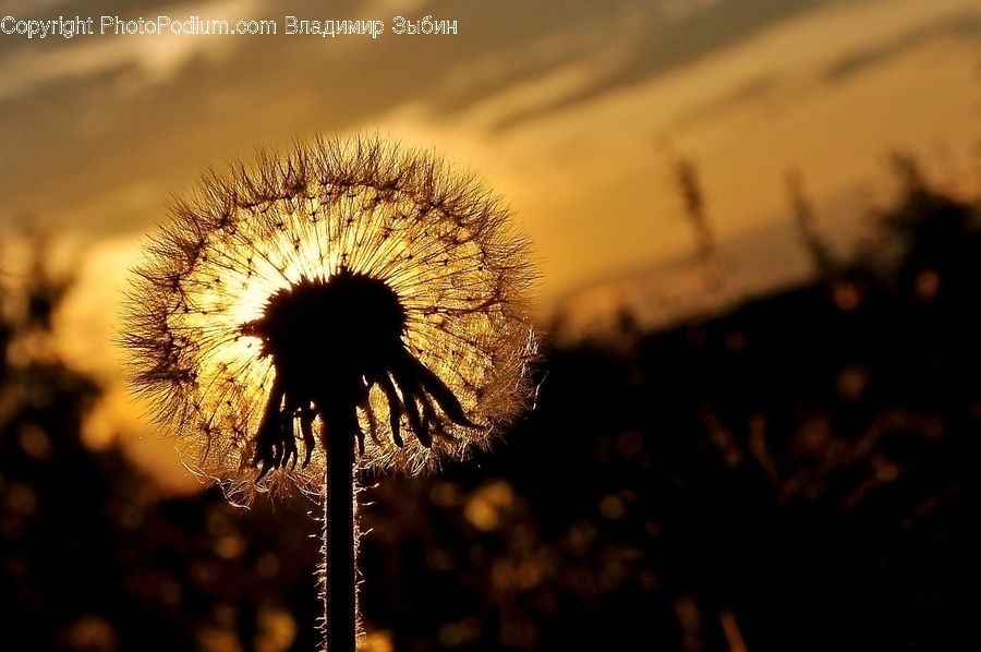 Dandelion, Flower, Plant, Fireworks, Night, Outdoors, Flora