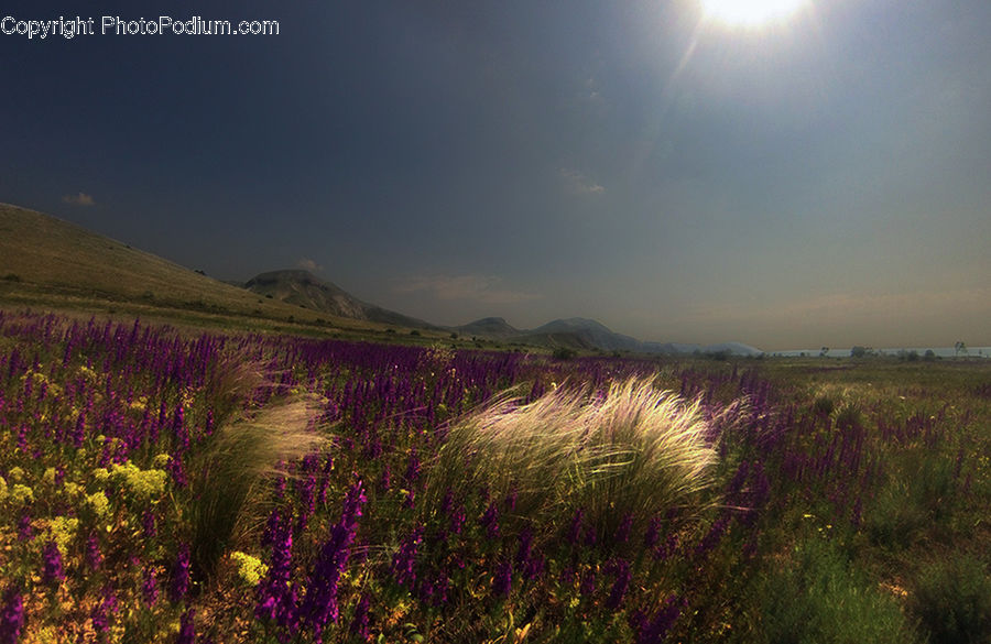 Field, Grass, Grassland, Land, Outdoors, Plant, Forest