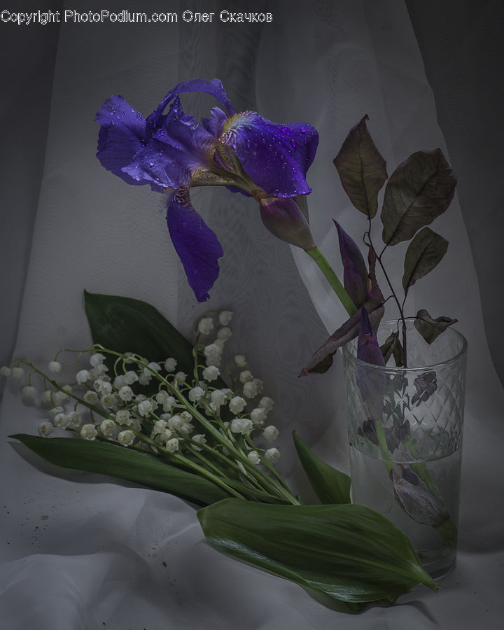 Jar, Porcelain, Vase, Flower, Flower Arrangement, Flower Bouquet, Ikebana
