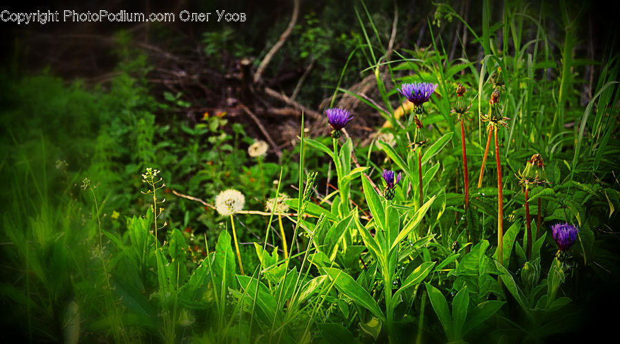 Blossom, Flora, Flower, Plant, Geranium, Crocus, Violet