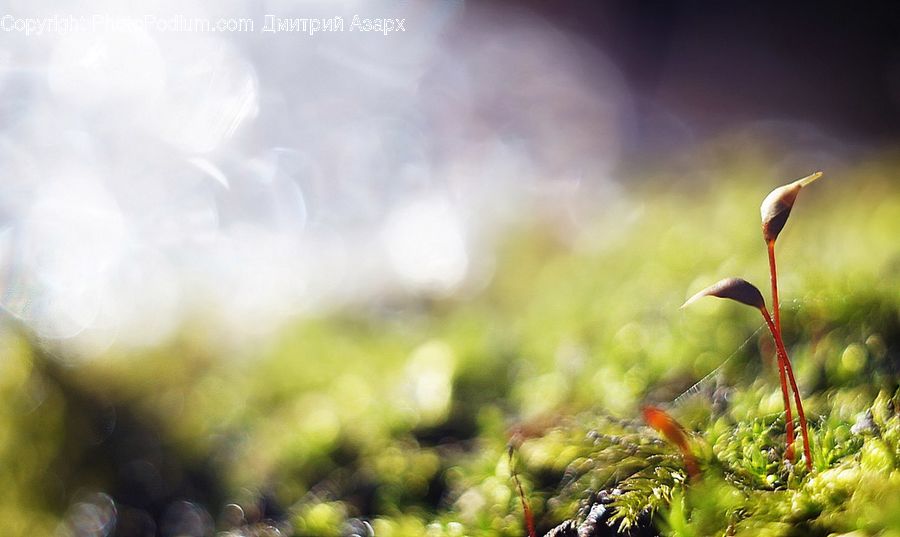 Moss, Plant, Bird, Stork, Field, Grass, Grassland
