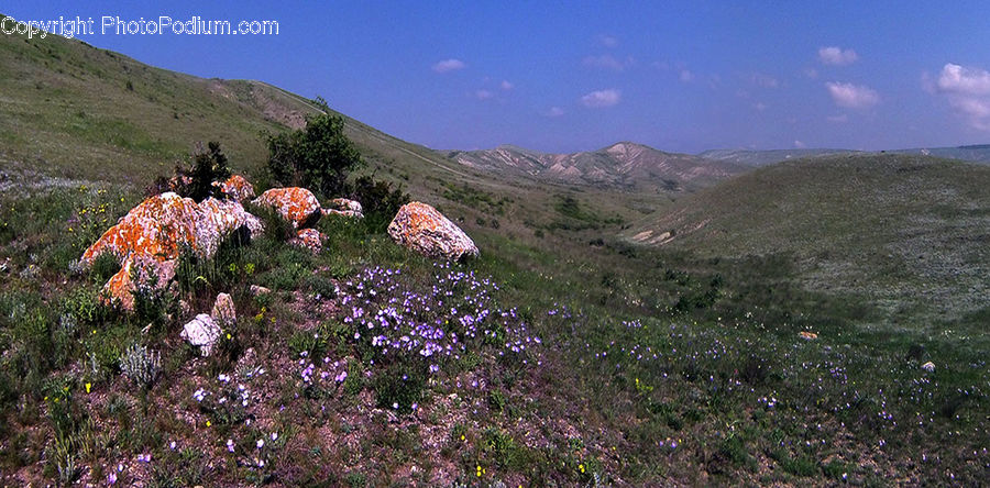 Blossom, Flora, Flower, Plant, Field, Grass, Grassland