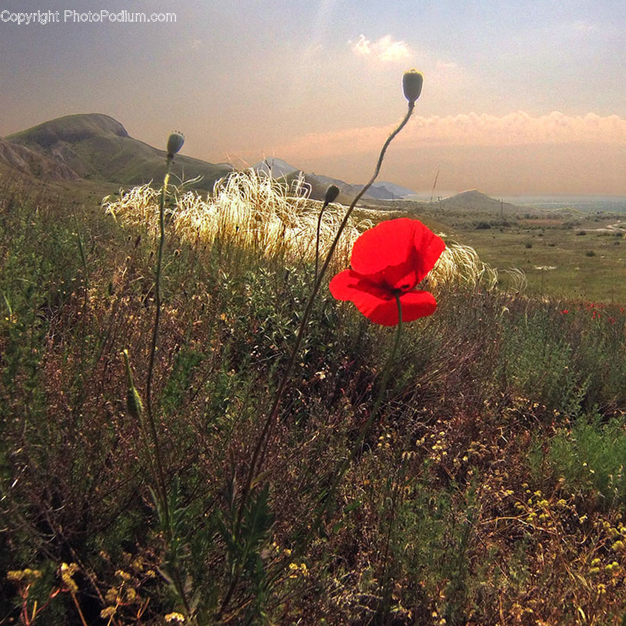 Blossom, Flora, Flower, Plant, Poppy, Field, Grass