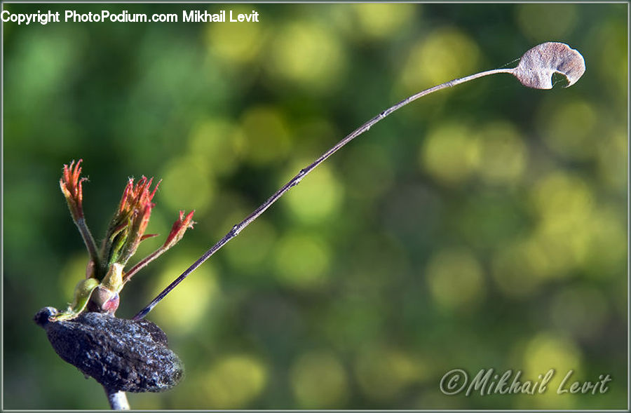 Bird, Hummingbird, Blossom, Flora, Flower, Geranium, Plant