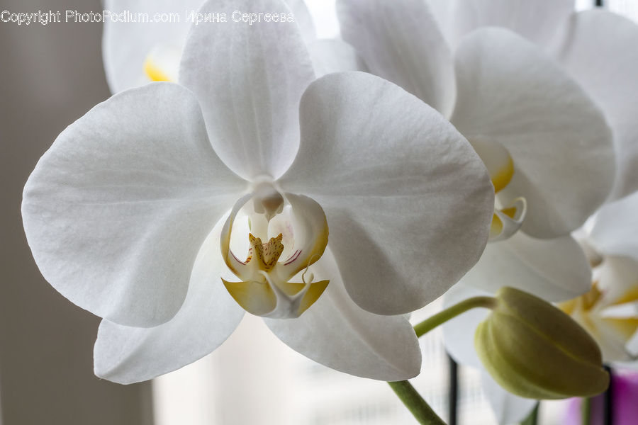 Blossom, Flora, Flower, Orchid, Plant, Crocus, Lily