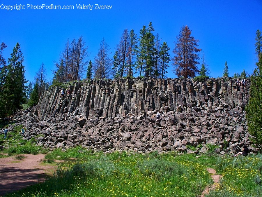 Conifer, Fir, Plant, Tree, Outdoors, Wilderness, Soil
