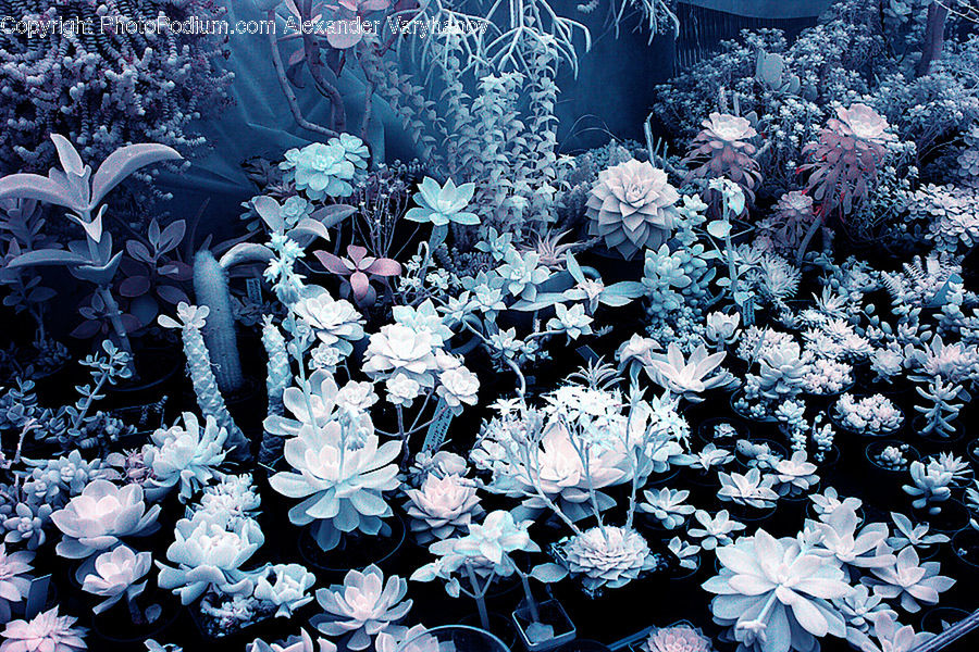 Invertebrate, Sea Anemone, Sea Life, Frost, Ice, Outdoors, Snow