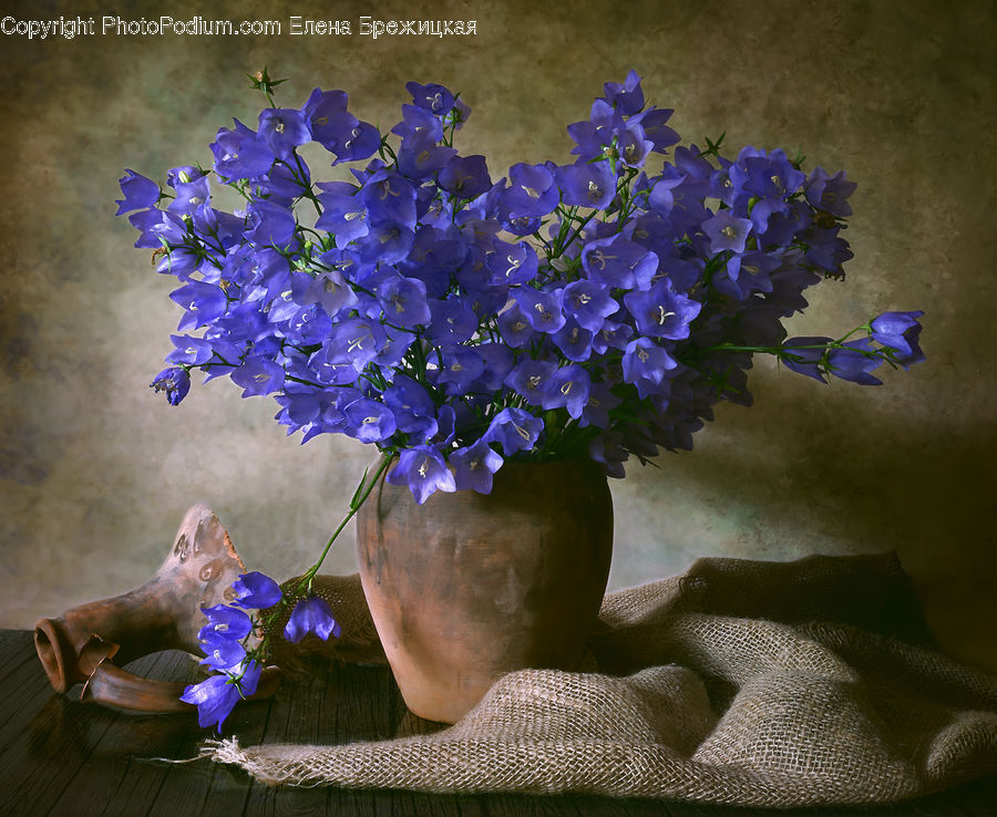 Blossom, Flower, Lilac, Plant, Flora, Geranium, Flower Arrangement