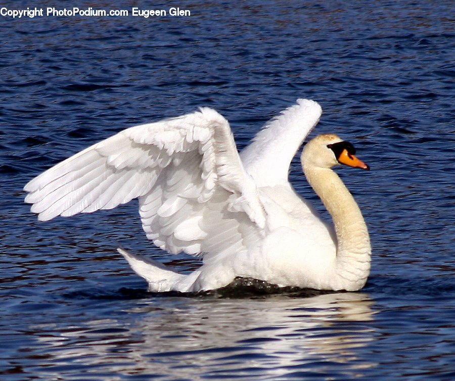 Bird, Swan, Waterfowl, Beak, Goose
