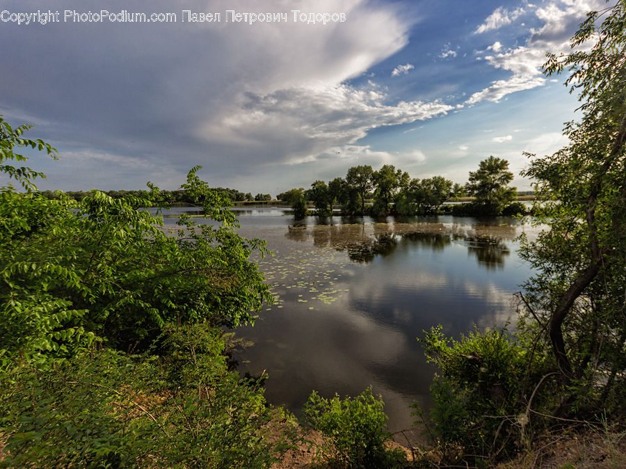 Land, Marsh, Pond, Swamp, Water, Forest, Jungle