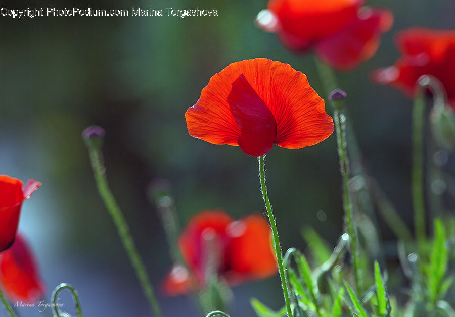 Blossom, Flora, Flower, Plant, Poppy, People, Person