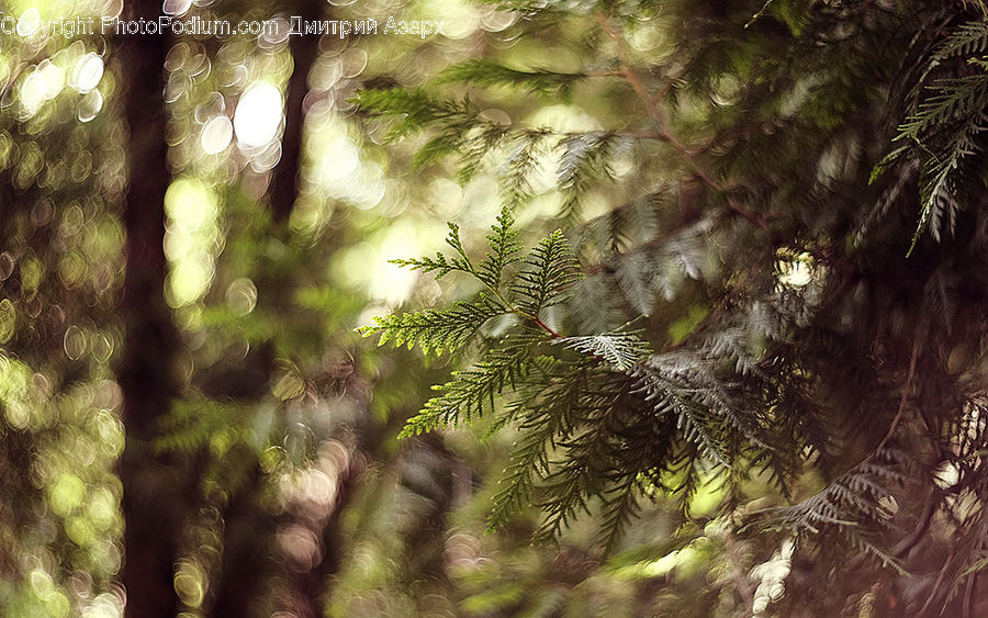 Conifer, Fir, Plant, Tree, Fern, Forest, Jungle
