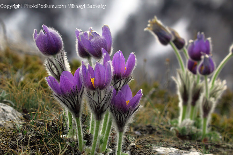 Blossom, Crocus, Flora, Flower, Plant, Violet, Lupin