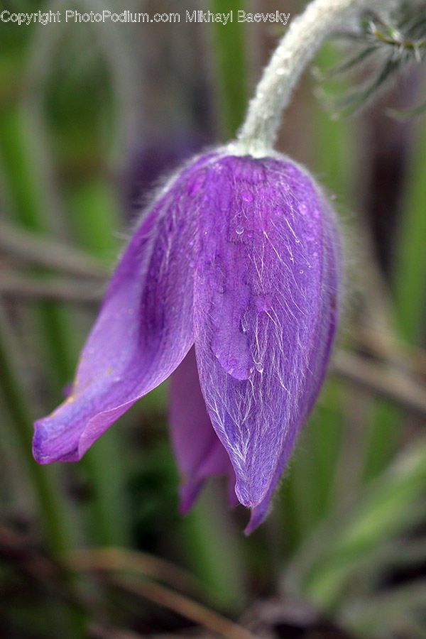 Blossom, Crocus, Flora, Flower, Plant, Violet, Geranium