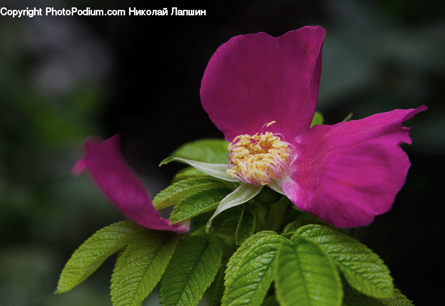 Blossom, Flora, Flower, Plant, Geranium, Dahlia