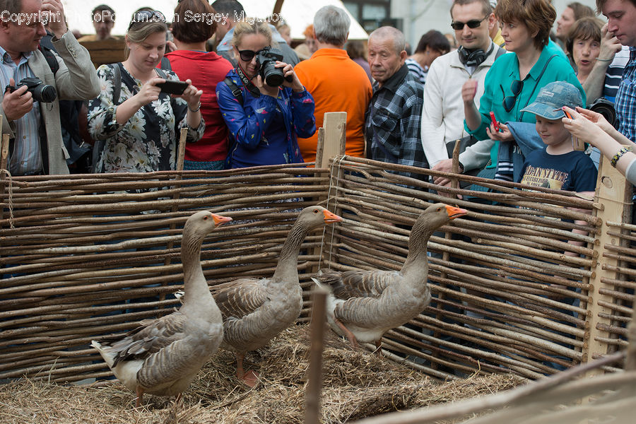 People, Person, Human, Bird, Goose, Waterfowl, Army