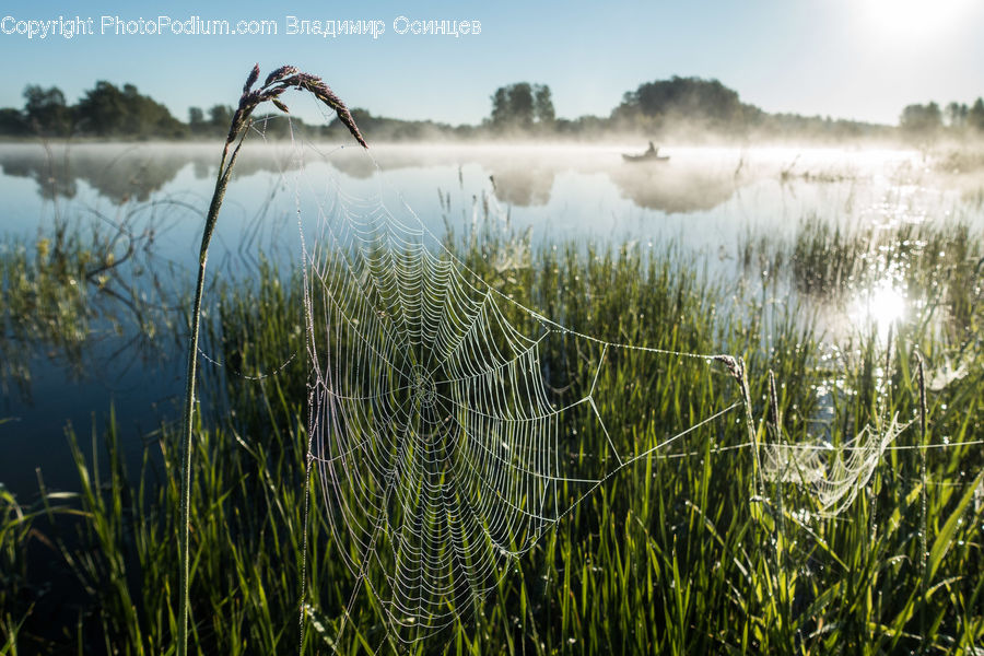Field, Grass, Grassland, Plant, Reed, Algae, Frost