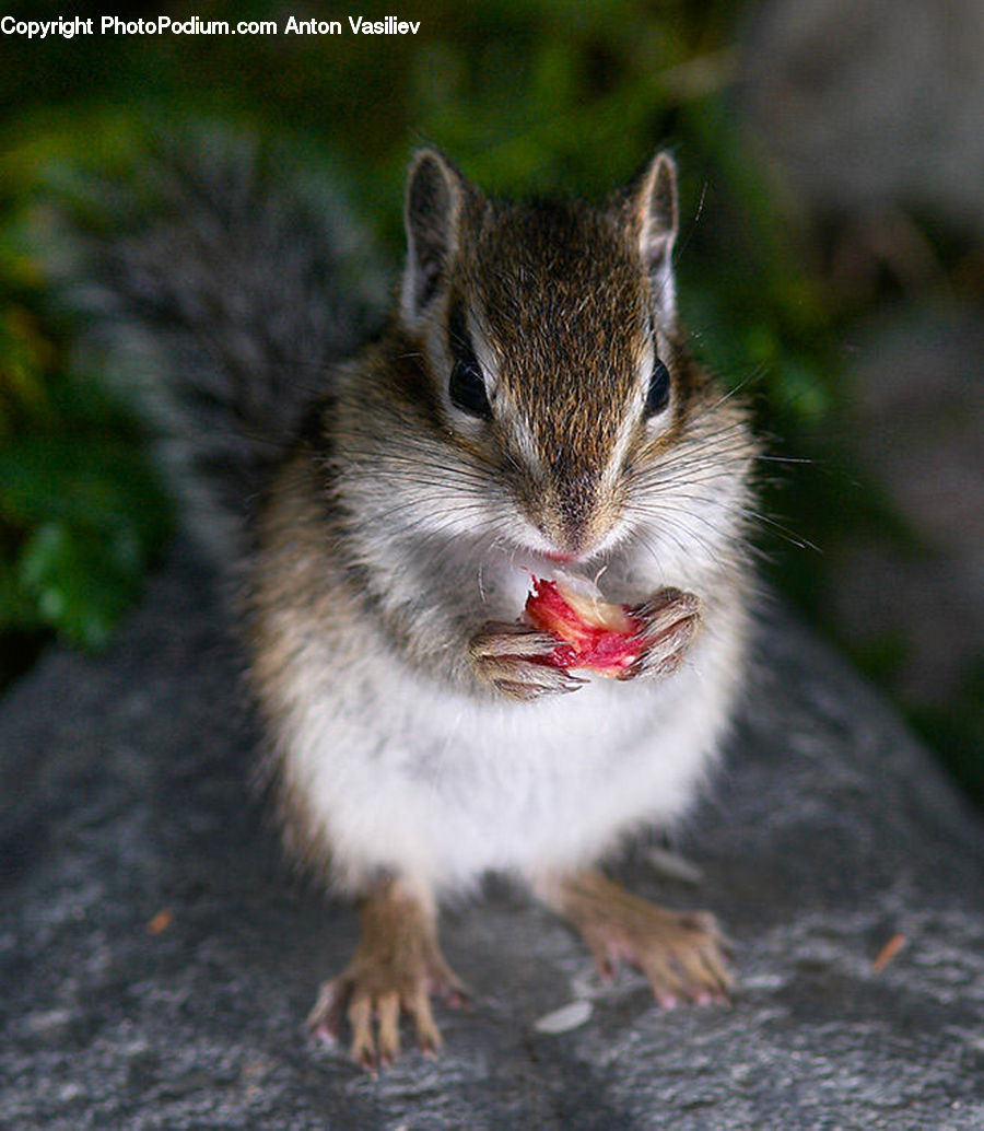 Eating, Cobblestone, Pavement, Walkway