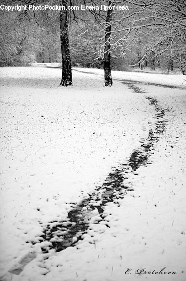Ice, Outdoors, Snow, Forest, Vegetation, Plant, Tree