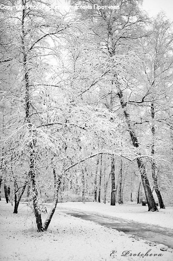 Plant, Tree, Ice, Outdoors, Snow, Birch, Wood