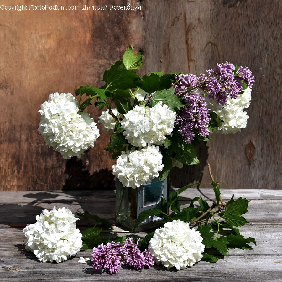 Blossom, Flower, Lilac, Plant, Flora, Petal, Floral Design