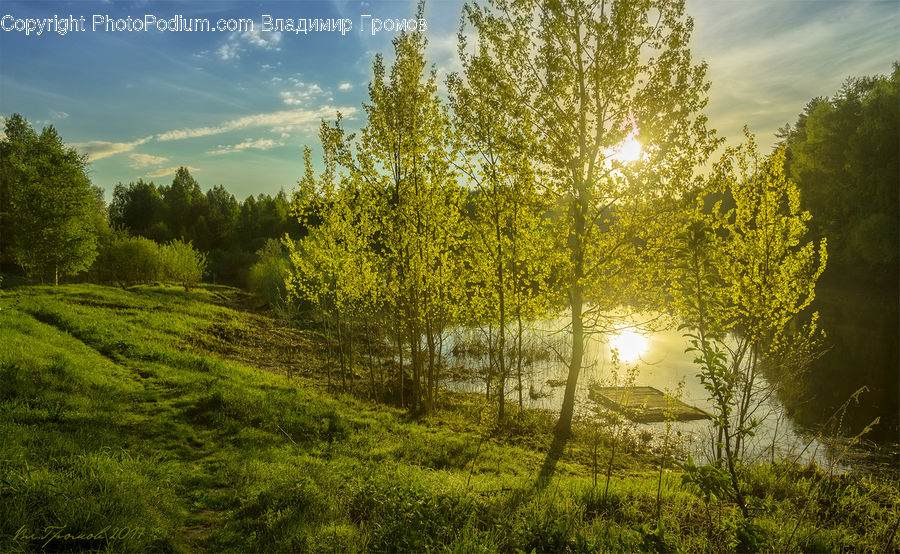 Flower, Mimosa, Plant, Forest, Vegetation, Bush, Field