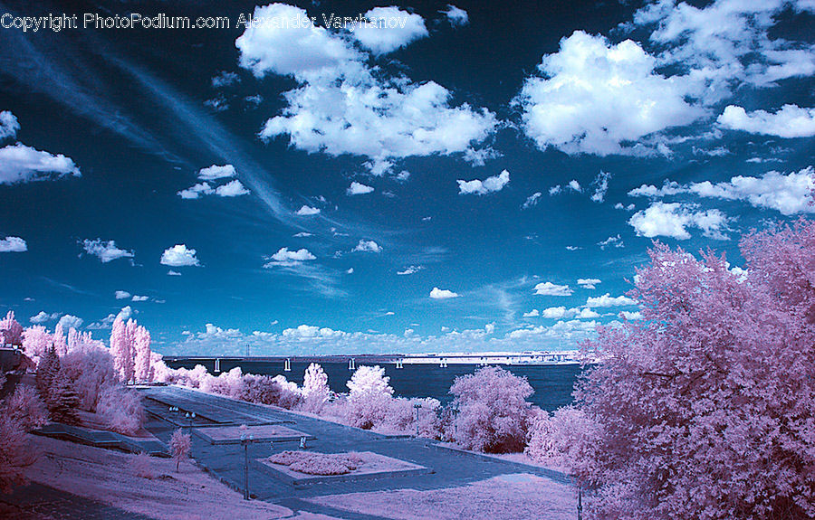 Blossom, Cherry Blossom, Flower, Landscape, Nature, Scenery, Flora