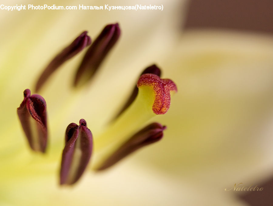 Blossom, Flora, Flower, Geranium, Plant, Anther, Petal