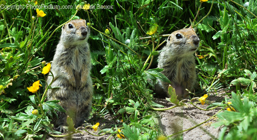 Plant, Animal, Mammal, Rodent, Squirrel, Fiber, Flax